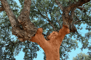 Everything you need to know about Cork Leather